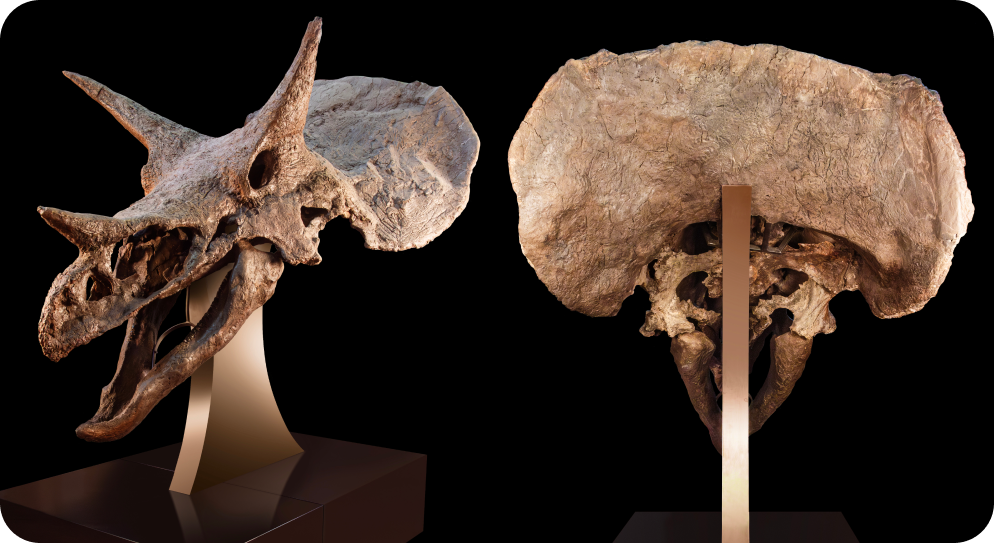 Side and rear views of a 67-million-year-old Triceratops skull, mounted on a museum stand against a black background.