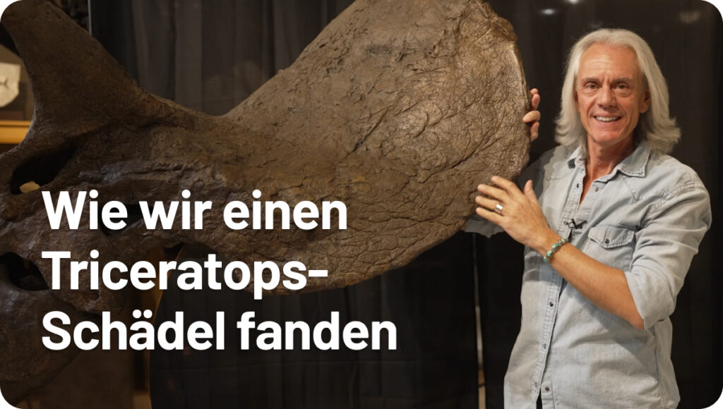 Wie wir einen Triceratops-Schädel fanden